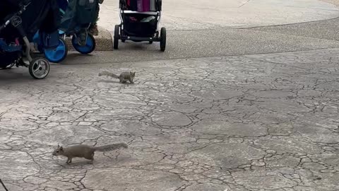 Squirrels Stealing Food Out of Baby Strollers