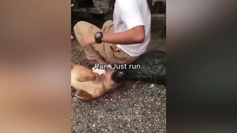 You Won’t Believe What These Pets Did! 😂 Cutest & Funniest Animals Caught on Camera!