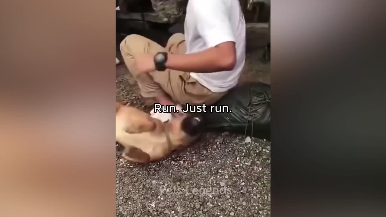 You Won’t Believe What These Pets Did! 😂 Cutest & Funniest Animals Caught on Camera!