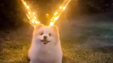 Dogs are life