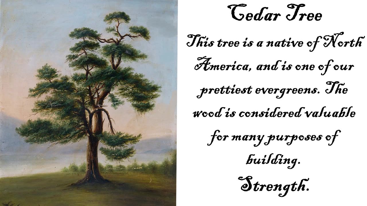 Cedar Tree - The Language of Flowers