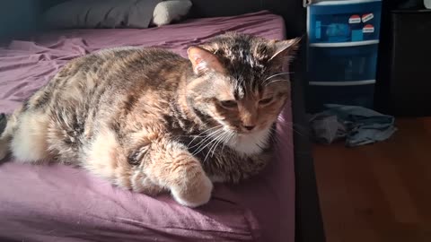 Sunbeam Cat Vibes: 2 Minutes of Pure Indoor Relaxation 😺☀️