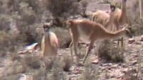 guanaco