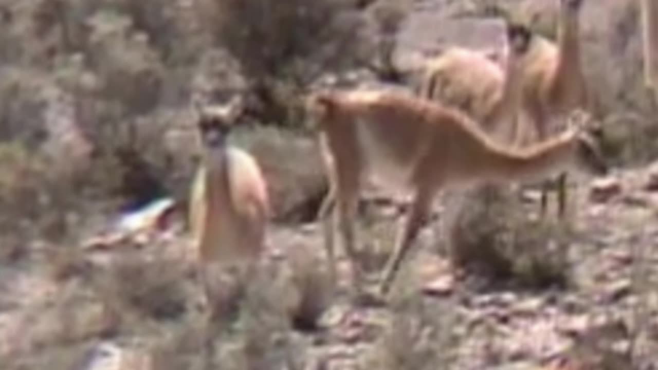 guanaco