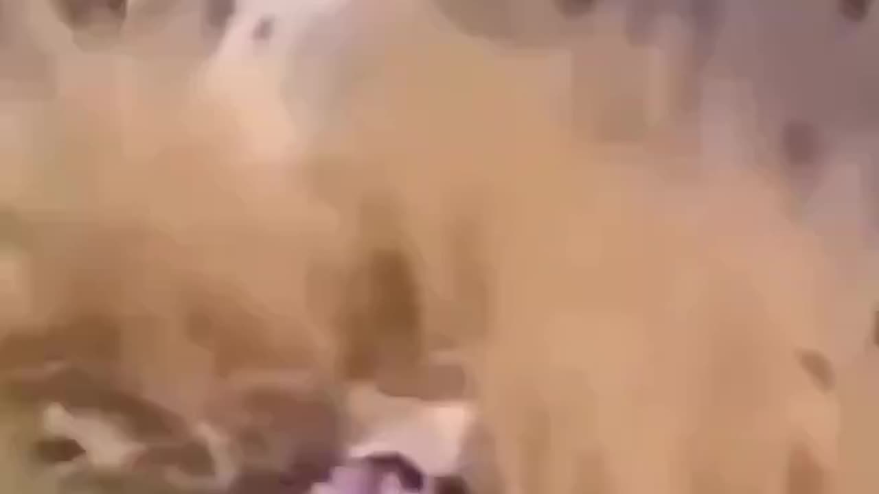 Yalaaaaaa