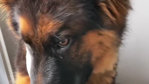 Cute dog