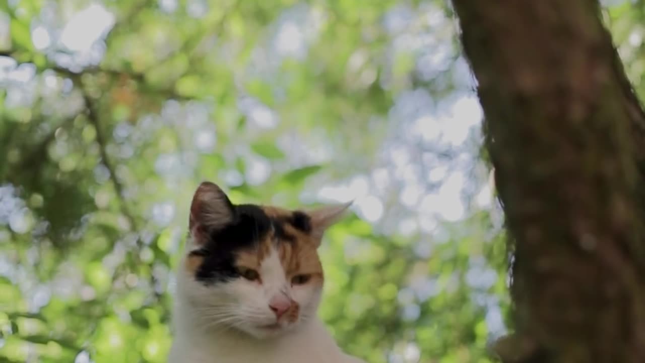 Meme cat watching and waiting