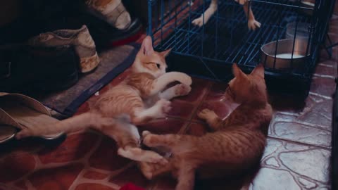 Cat Videos Viral Videos Kittens #ViralVideos Animal Moments# Cat #Lovers