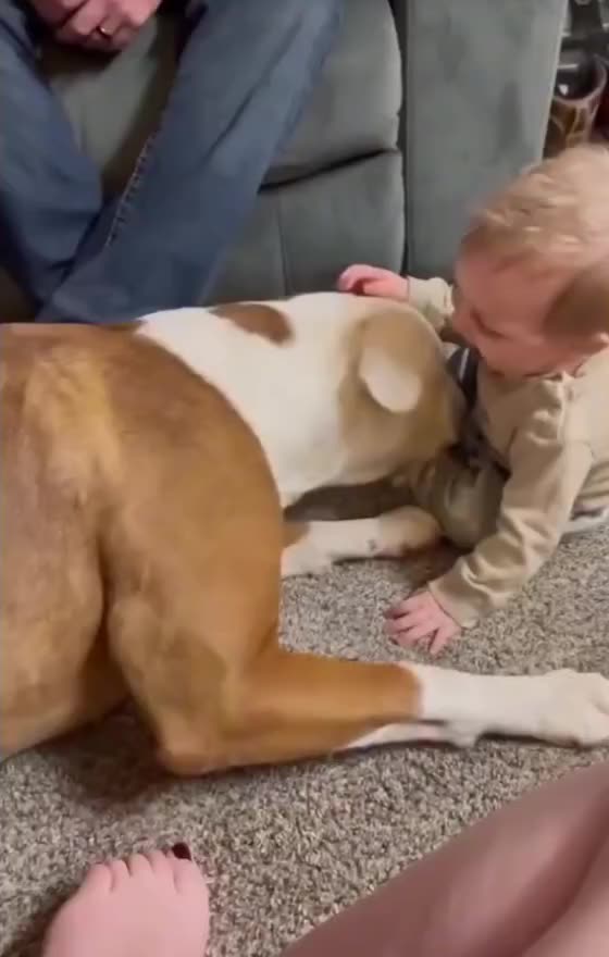 "This Dog is the Baby’s Bodyguard ❤️"