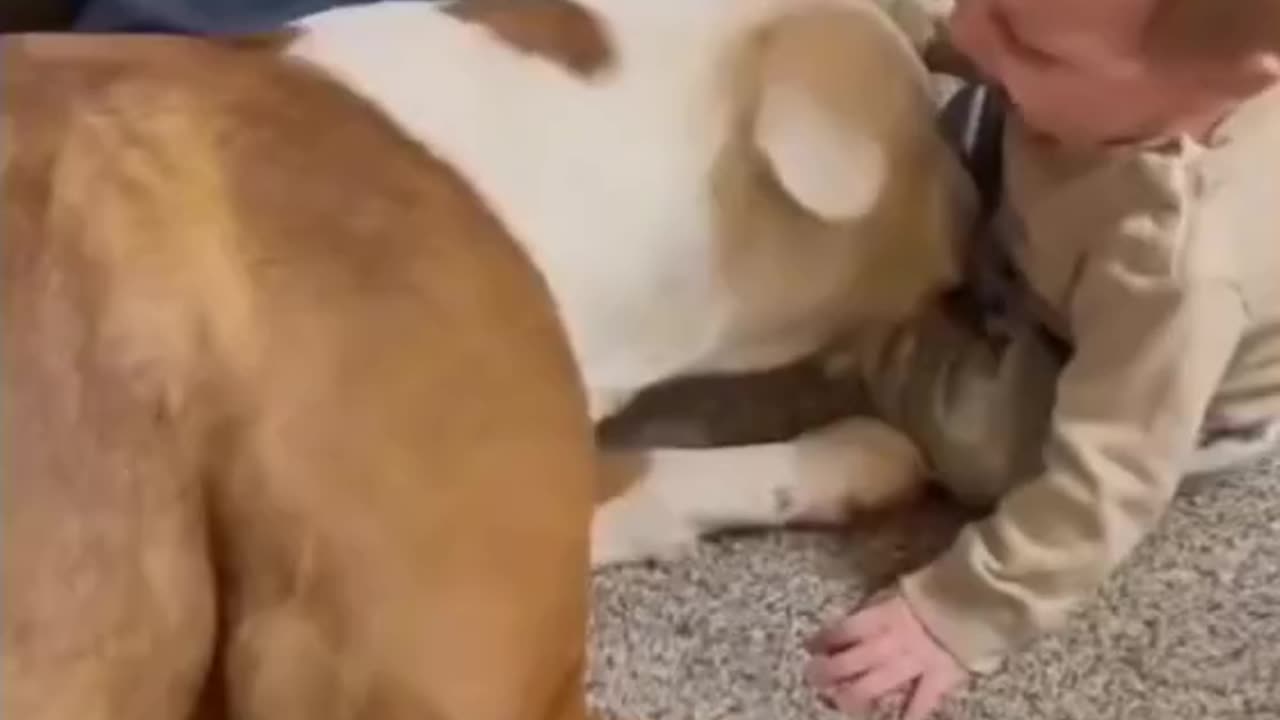"This Dog is the Baby’s Bodyguard ❤️"