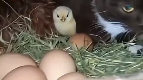 Chicken and Cat Sit Together Like Friends 🐔🐱