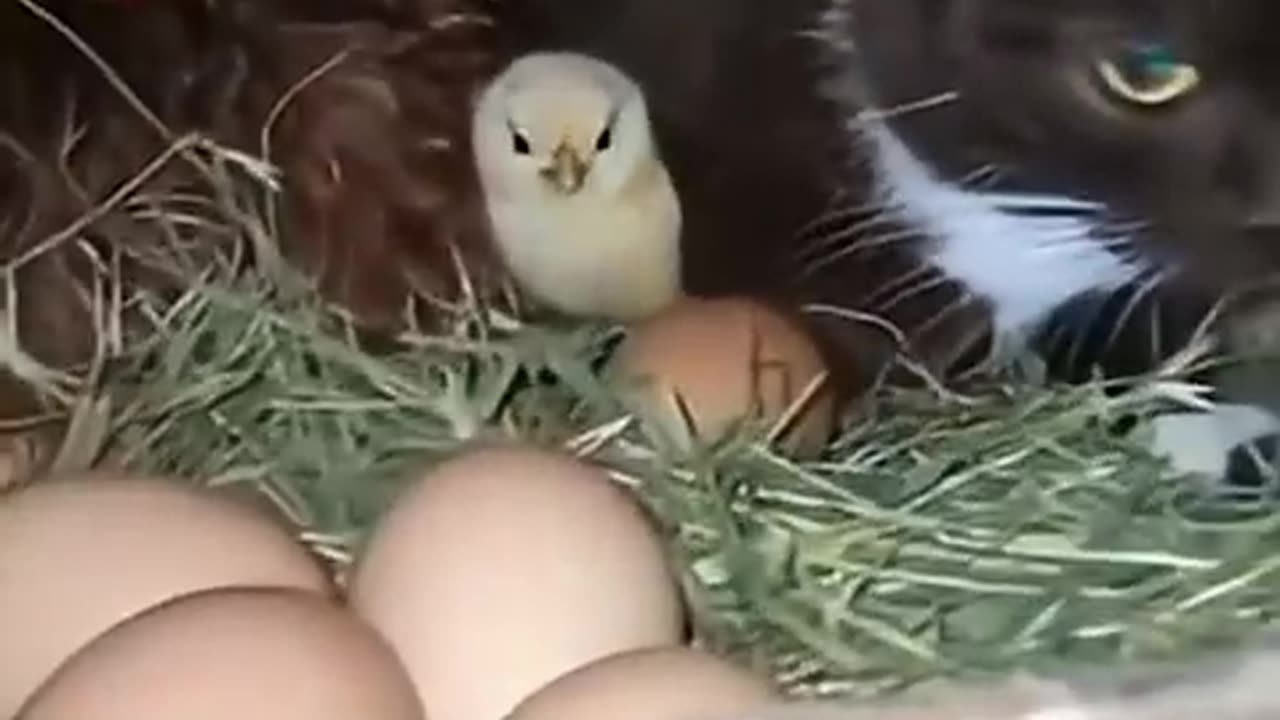 Chicken and Cat Sit Together Like Friends 🐔🐱