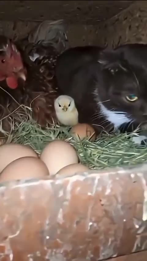 Chicken and Cat Sit Together Like Friends 🐔🐱