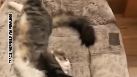 🐈👀 Cat Won't Budge on His Position! | FunFM
