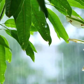 🎹 Relaxing Piano & Rain Sounds for Stress Relief - 1 Minute Anxiety & Sleep Aid Music