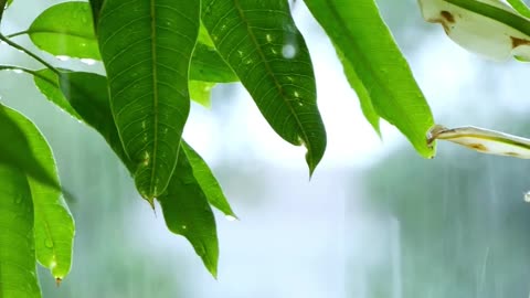 🎹 Relaxing Piano & Rain Sounds for Stress Relief - 1 Minute Anxiety & Sleep Aid Music