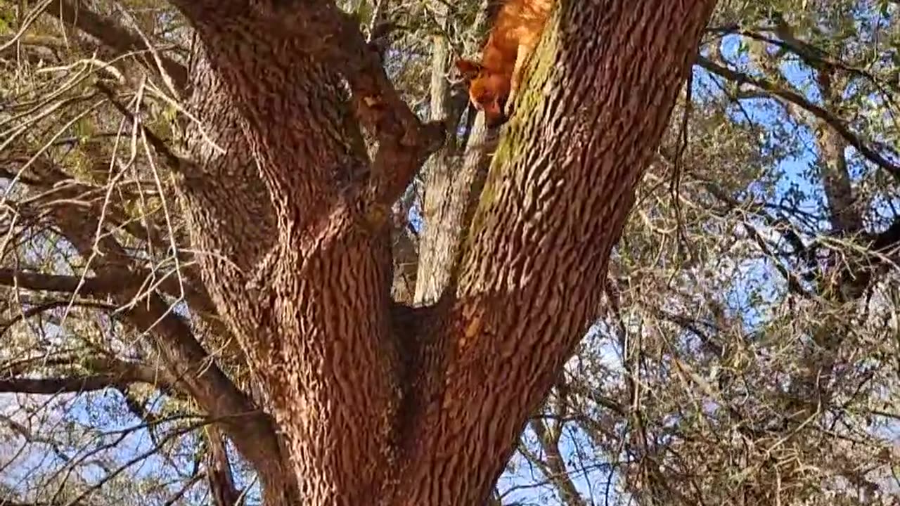 Dog Likes a Birds-Eye View