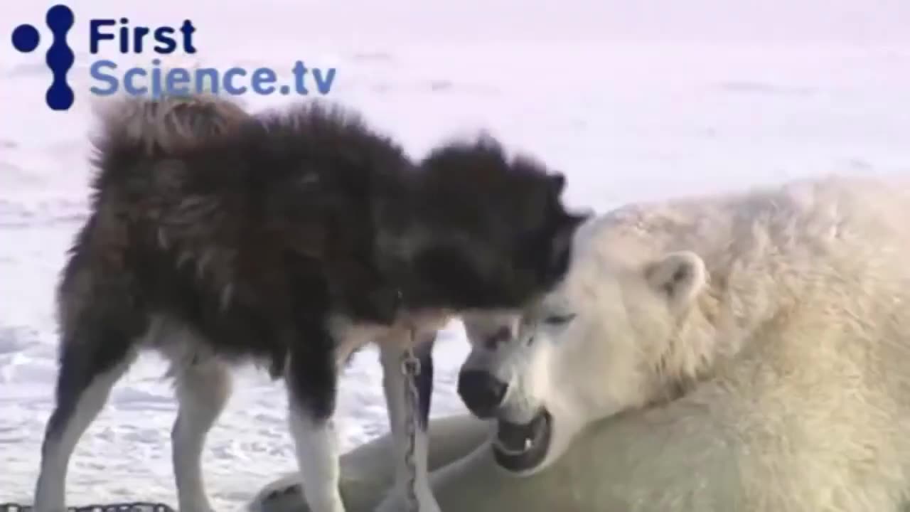 Polar Bears and Sled Dogs Playing