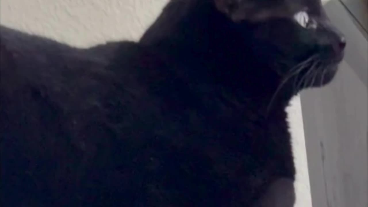 Precious Piper Likes the View from Her Heated Tuffet - Adopting a Cat from a Shelter Vlog #shorts