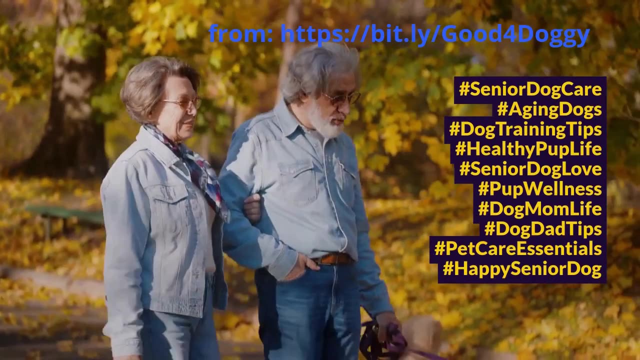 Senior Dogs – Essential Care Tips for Aging Pups