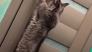 😹🐈 You Won't Believe What My Cat Just Discovered! | FunFM