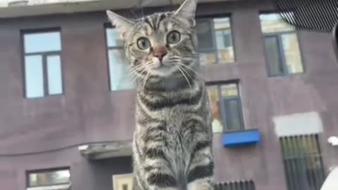 Excuse Me, Sir… This Is My Ride Now 😼🚗