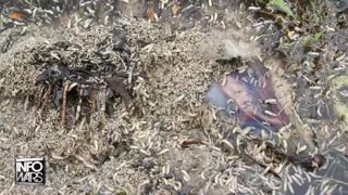 Alex Jones Show 24/7 • INFOWAR LIVE