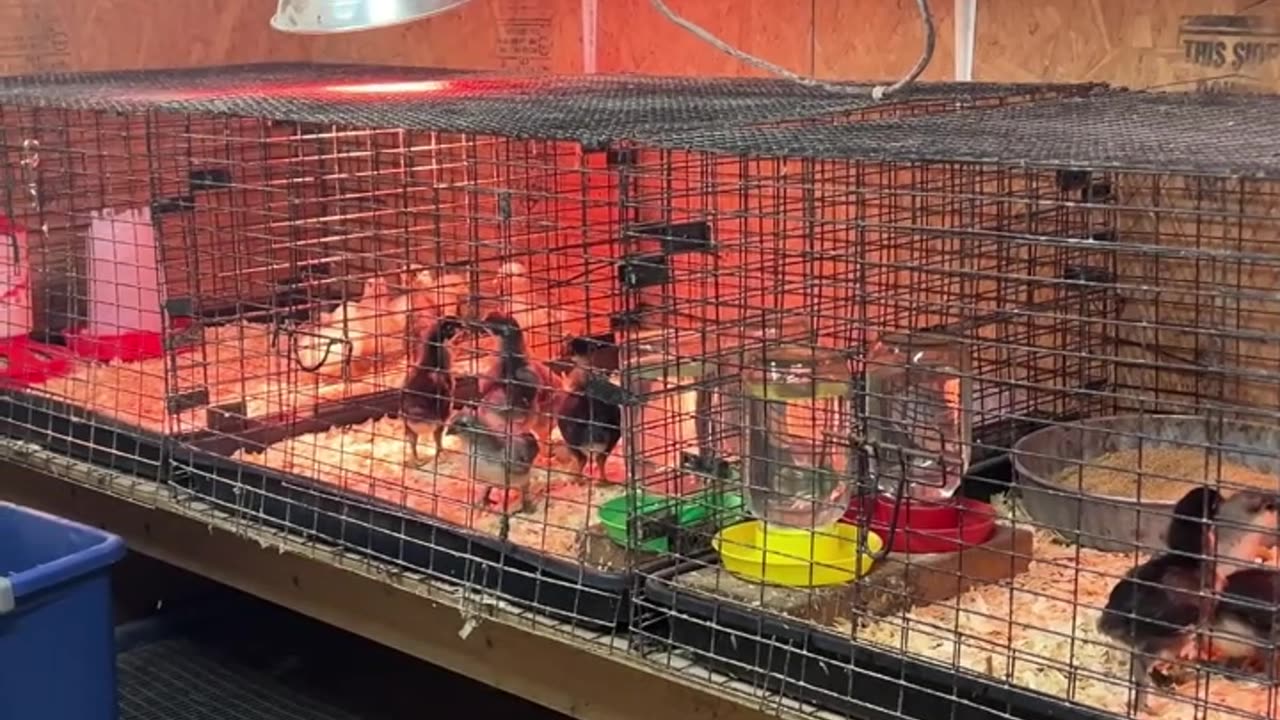 Easter Chicks are growing quickly