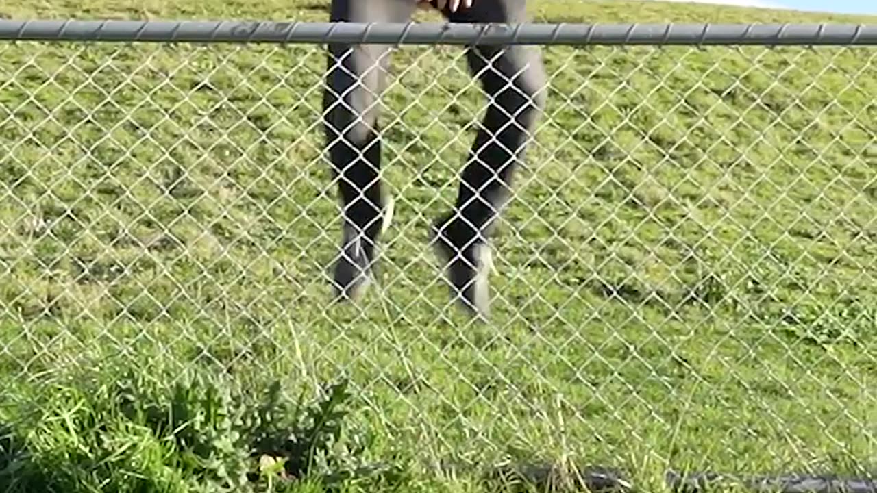 funny animals videos