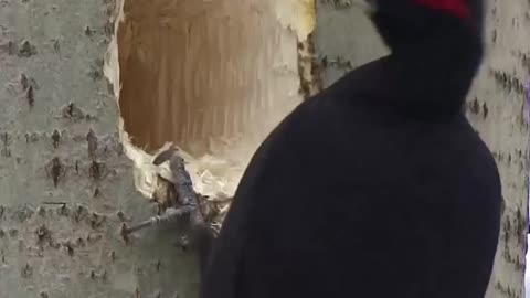 Woody Woodpecker Building a New Home