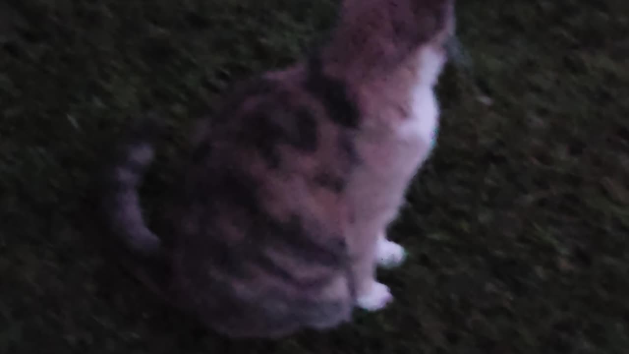 Miss Kitty.