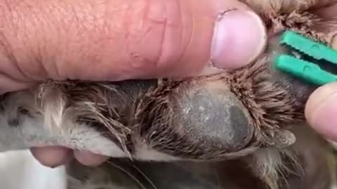 my poor boy was so brave.. 🐶🥹