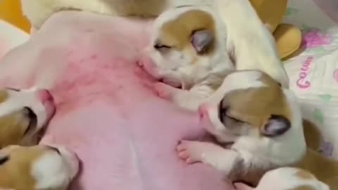 Just 10 Seconds In and You’ll Be Laughing! Here Are 5 Hilarious Animal Clips!