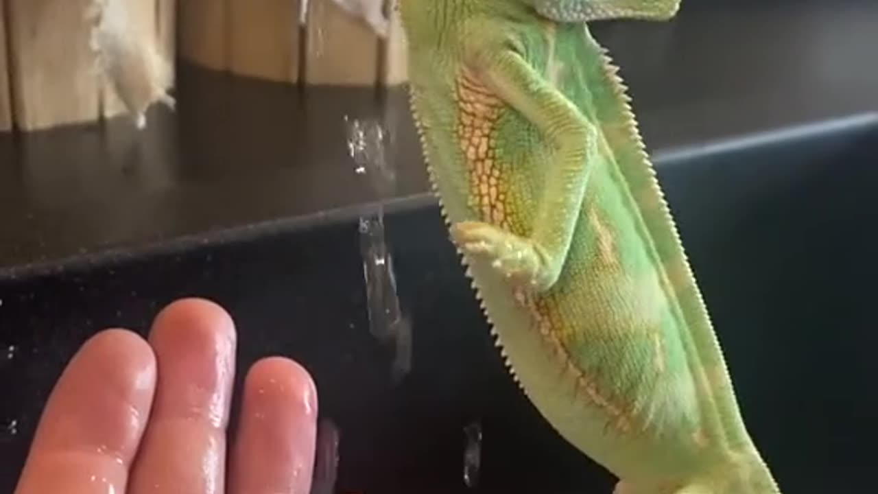 "Chameleon’s Funny Reaction to Flowing Water – Must Watch! 🦎💦"#shorts