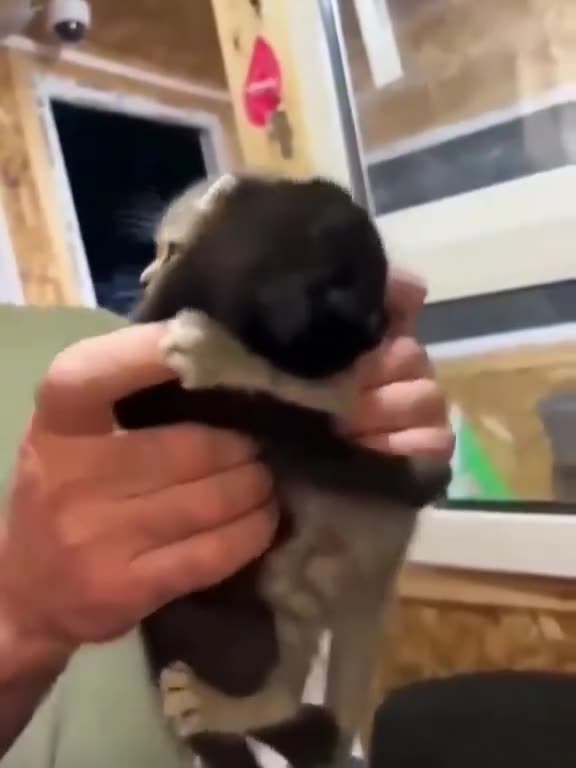 Dy kotelet nuk pranojnë të ndahen nga njëri-tjetri