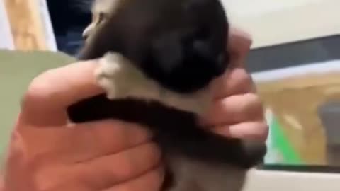 Dy kotelet nuk pranojnë të ndahen nga njëri-tjetri