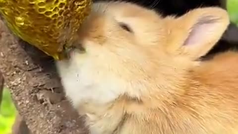 Little rabbit secretly eats honey and is very cute. Rabbit. Little cute pet in the countryside.
