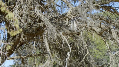 Africas Wild Horizons: Series 1_The Kalahari