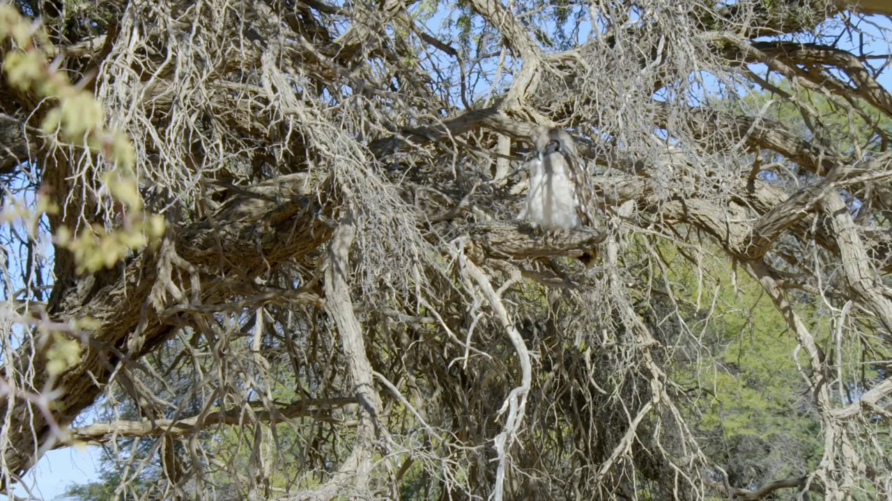 Africas Wild Horizons: Series 1_The Kalahari