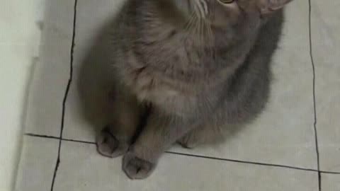 Cat： Mom, I want to eat meat.