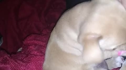 Adora gotten big