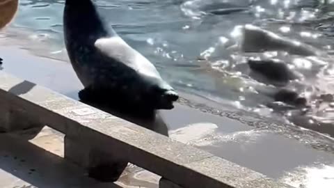 Wild animals at zero distance