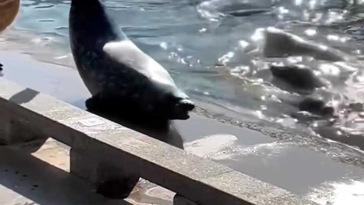 Wild animals at zero distance
