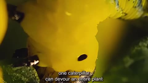 INSECTS