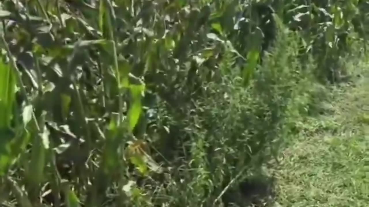 Farmer says his soil has 5x the amount of aluminum it used to have.