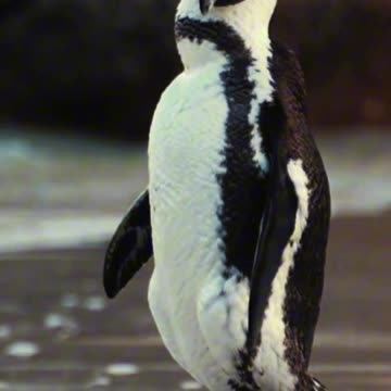 Penguin's Preening Perfection 🐧✨ | Sounds of Nature