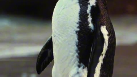 Penguin's Preening Perfection 🐧✨ | Sounds of Nature