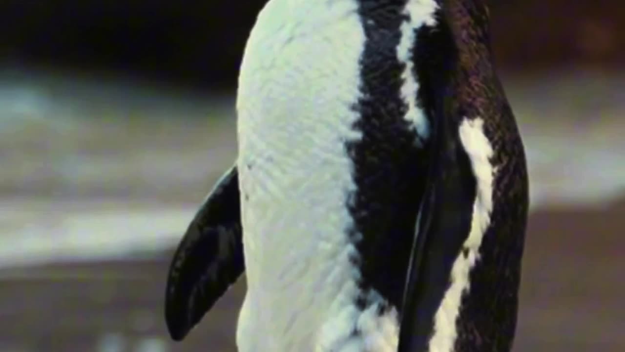 Penguin's Preening Perfection 🐧✨ | Sounds of Nature