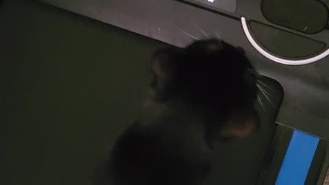 Luna the Feline Treadmill Addict