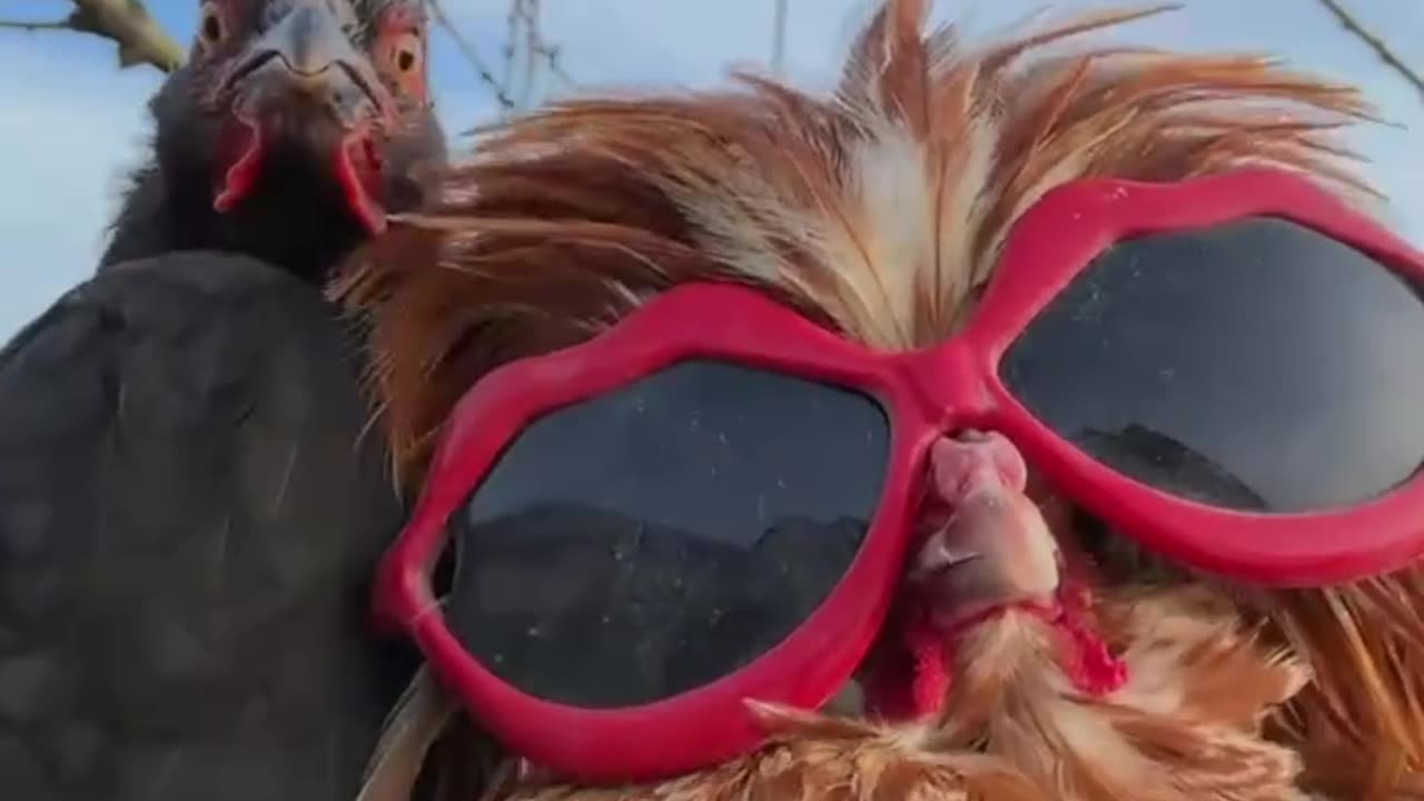 Chickens Dancing